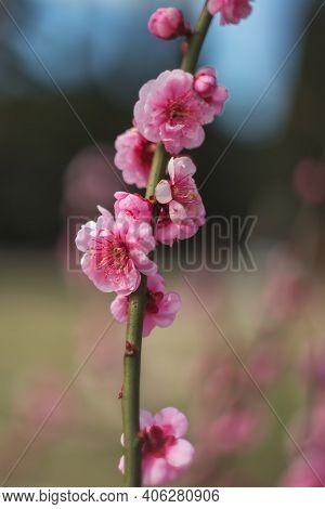 A Branch With A Blooming Japanese Apricot Mume (prunus Mume). Beautiful Delicate Flowers On A Tree B