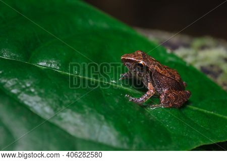 Colombian Endemic Frog Perched On A Leaf S