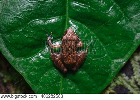 Aerial View Of A Frog On A Leaf S