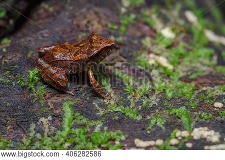 Frog Perched On A Wooden Log With Moss S