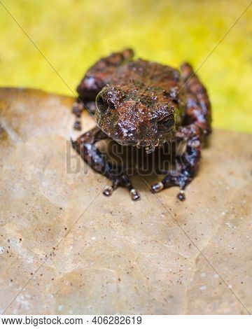 Frog Looking Straight Ahead On A Dry Leaf And A Yellow Background S