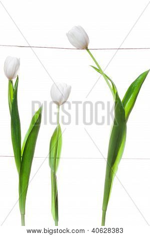 Bílé tulipány rodina