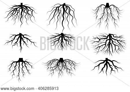 Black Roots Set On White Background. Vintage Floral Background. Vintage Nature Illustration. Stock I
