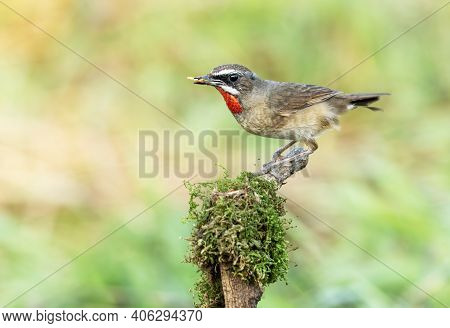 Male Siberian Rubythroat With Prey Perching On Branch , Thailand