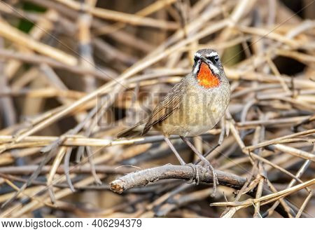 Male Siberian Rubythroat Perching On Branch , Thailand