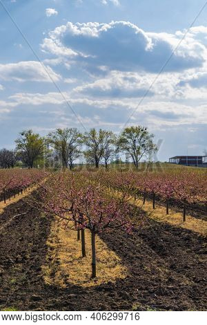 Blooming peach orchard near Valtice, Southern Morava, Czech Republic