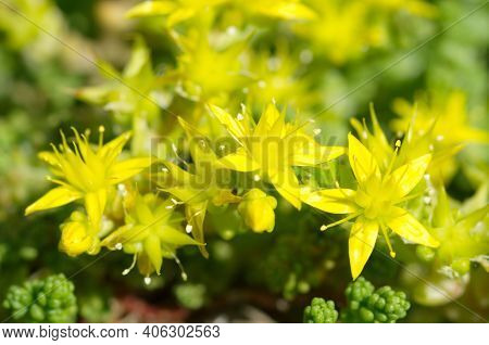 Blooming Ochitok Acre (lat. Sedum Acre) In The Garden Close Up