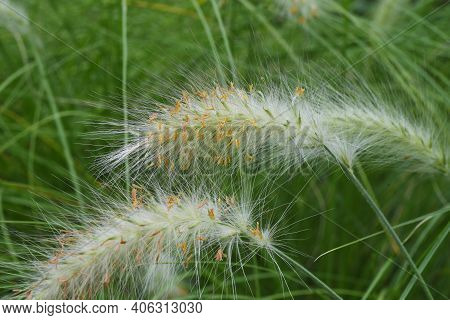 Pennisetum Villosum Is A Poaceae Perennial Plant That Produces Beautiful Scenery With Cool White Ear