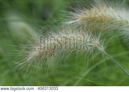 Pennisetum Villosum Is A Poaceae Perennial Plant That Produces Beautiful Scenery With Cool White Ear