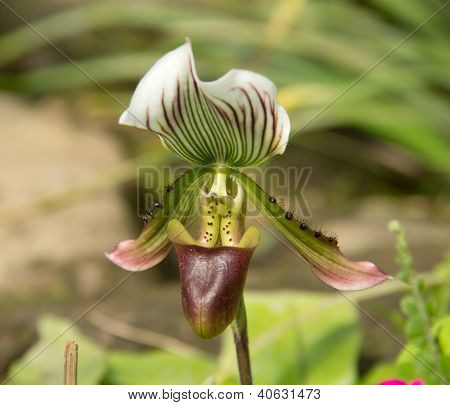 Nepenthes
