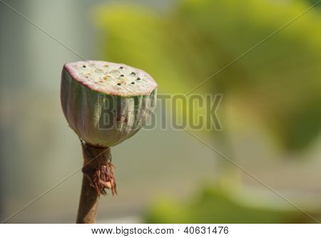 lotus core