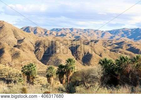 California Fan Palm Trees On A Creekbed Surrounded By Barren Hills Taken At A Natural Oasis Taken In