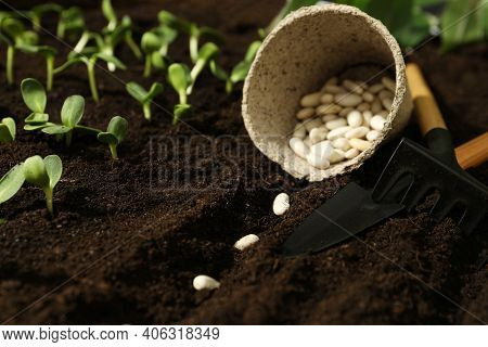 Peat Pot With White Beans, Gardening Tools On Fertile Soil. Vegetable Seeds