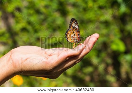 Leopardí ve kterém byly Butterfly