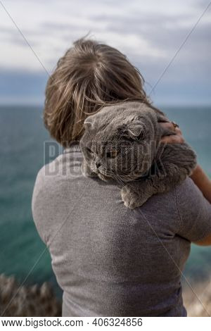 A Noble, Serious Cat Lies On A Woman's Shoulder. Scottish Fold Cat-a Short-eared Scottish Fold Cat W