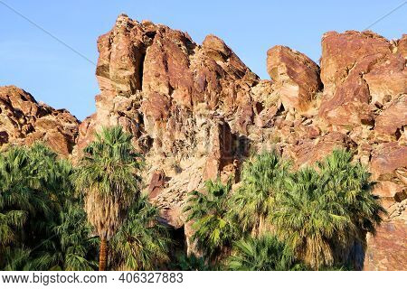 California Fan Palm Trees On A Creekbed At A Natural Riparian Oasis Surrounded By Large Rocks And Bo