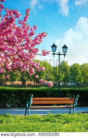 Wonderful Urban Scenery In The Morning. Bench And Lantern Near Blossoming Cherry Tree In The Park. B