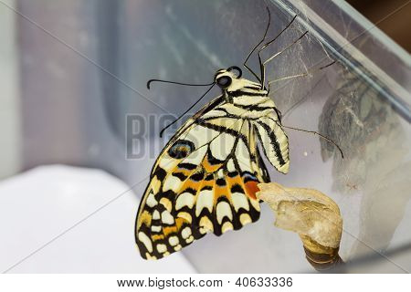 Mariposa de cal (papilio Demoleus Malayanus)