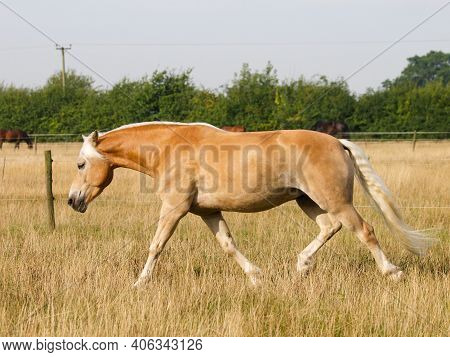 A Beautiful Horse Trots Through A Summer Paddock.