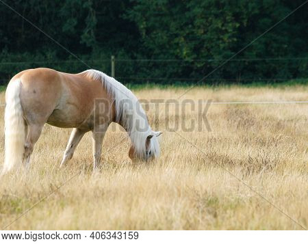 A Beautiful Chestnut Horse Grazes In A Summer Paddock.