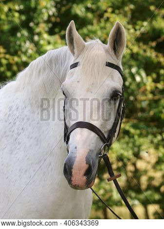 A Headshot Of A Grey Horse In A Snaffle Bridle.