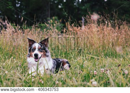Beautiful Juvenile Male Blue Merle Australian Shepherd Dog Lying Down In A Summer Field.  Selective 