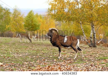 Muflone In stagione autunnale
