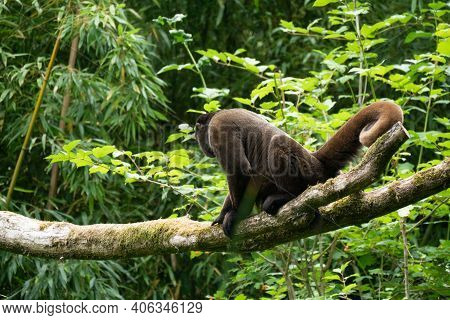 Brown Or Common Woolly Monkey, Lagothrix Lagotricha, Single Mammal On Branch, Brazil