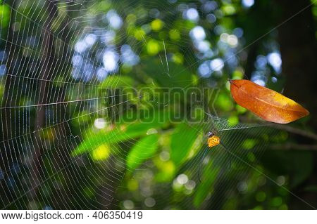 Long Horned Or Orb-weaver Spider On The Web Macracantha Arcuata In Thai Jungle