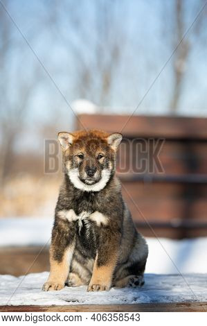 Close-up Portrait Of An Shikoku Male Puppy In Winter. Shikoku Ken Puppy. Kochi-ken Dog