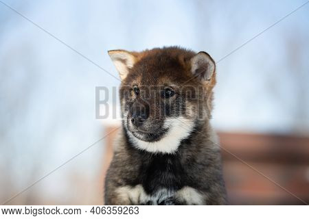 Close-up Portrait Of An Shikoku Puppy In Winter. Shikoku Ken Puppy. Kochi-ken Dog
