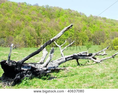 Bosque de árboles y bosques