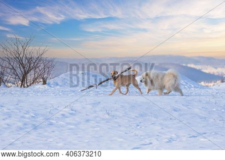 Samoyed - Samoyed Beautiful Breed Siberian White Dog Running In The Snow. There Is A Big Brown Dog I