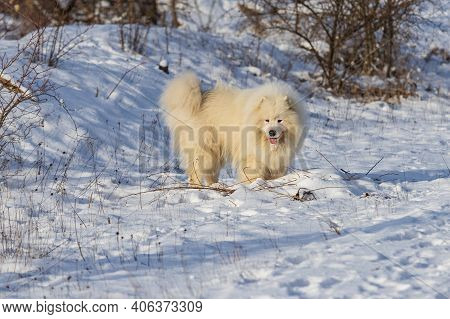 Samoyed - Samoyed Beautiful Breed Siberian White Dog Stands In The Snow And Has His Tongue Out. In T