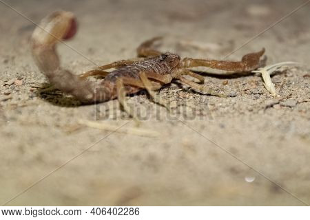 Close Up Shot Of A Brown Scorpion On Soil - Venomous Creatures Concept.