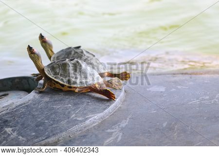 Close-up Shot Of Two Turtles Strecthing Out Their Necks While Relaxing Near A Lake.