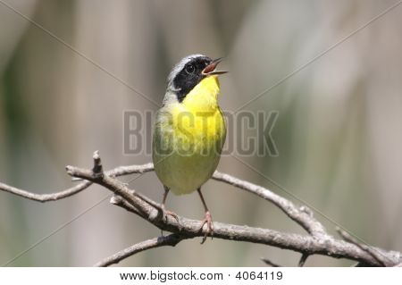 Fælles Yellowthroat (Geothlypis Trichas)