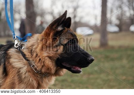 High Bred Dog With Protruding Ears. German Shepherd Puppy Breeding Show, Close Up Portrait On Backgr