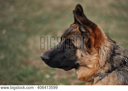 High Bred Dog With Protruding Ears. German Shepherd Puppy Breeding Show, Close Up Portrait On Backgr