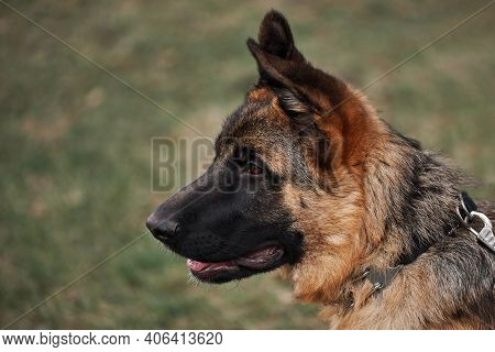 High Bred Dog With Protruding Ears. German Shepherd Puppy Breeding Show, Close Up Portrait On Backgr