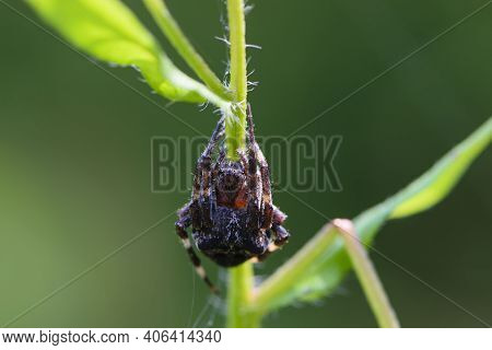 Large Black Spider Araneus Ventricosus On Green Grass. Close-up, Weaver Spider Araneus Ventricosus R