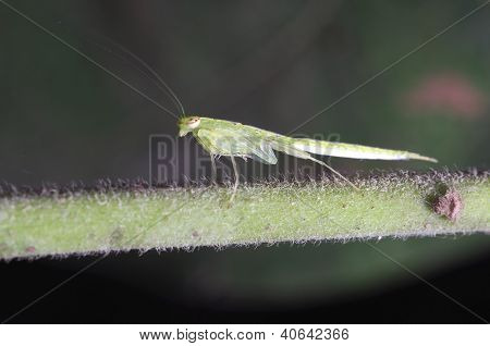 カマキリの幼虫