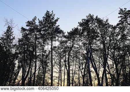Black Silhouettes Of Old Trees Against The Sky During Sunset. Concept Of Nature And Landscape. Abstr