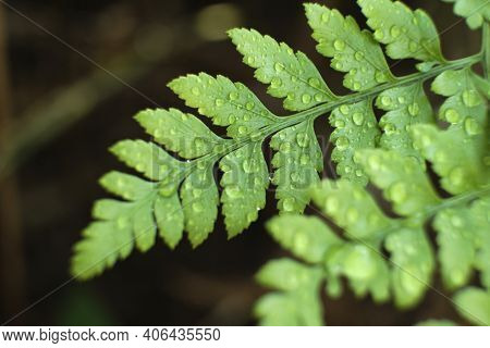 Fern Leaves In A Natural Environment, Rumohra Adiantiformis, With Droplets Of Water On It, After The