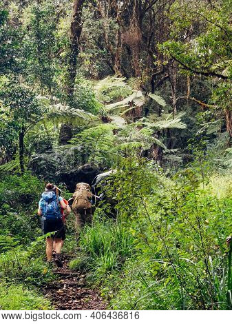 Backpackers Entering A Deep Jungle While They Have Hiking Walk On The Umbwe Route In The Forest To K