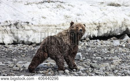 Bear Or Grizzly Bear Walks Quickly Along A Rocky Shore Against The Background Of Melting Ice. A Wild