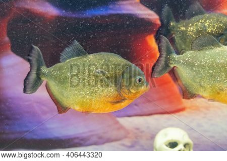 Dangerous Predatory Fish Piranha Swims In The Aquarium. Pygocentrus Nattereri.