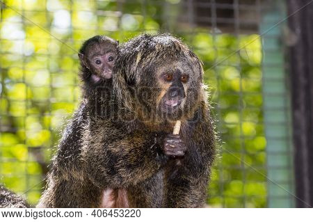 South American White-faced Saki On A Tree