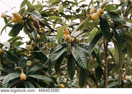 Close-up Of Ripe Fruits On The Branches Of Japanese Medlar With Green Leaves.