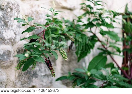 Lakonos American Phytolacca Americana Close Up On Stone Texture.